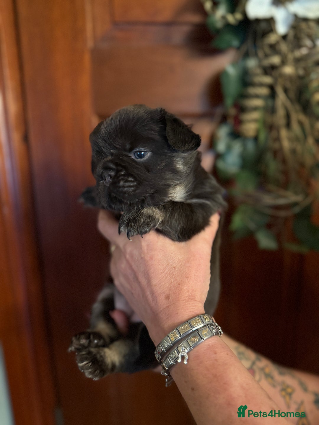 French Bulldog dogs for sale: Wicked French Bulldog female Pup Elphaba - Advert 3