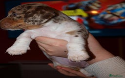 Dachshund dogs for sale: 3 male 2 female dashound puppies ready to go. - Image 15
