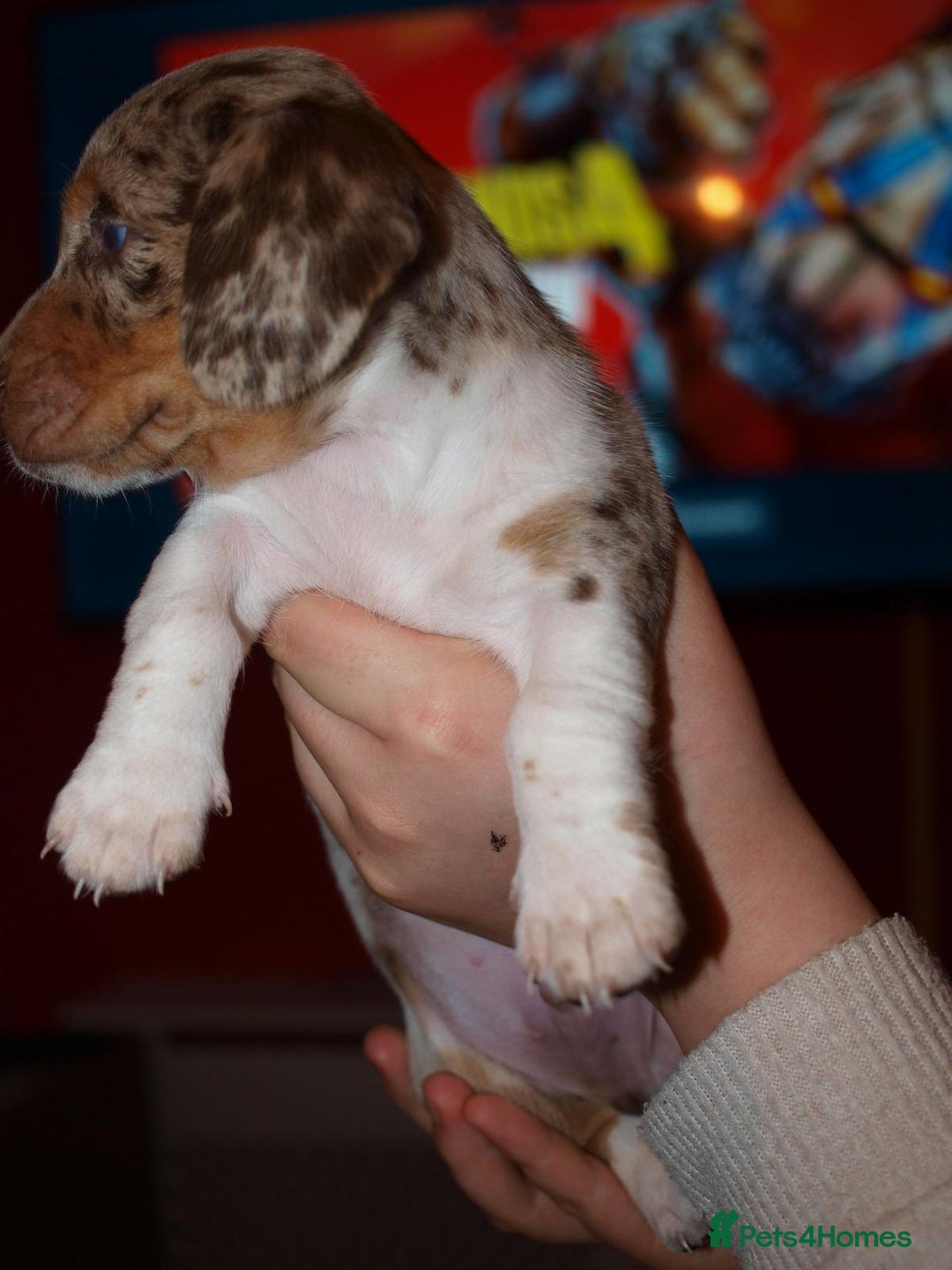 Dachshund dogs for sale: 3 male 2 female dashound puppies ready to go. - Image 15