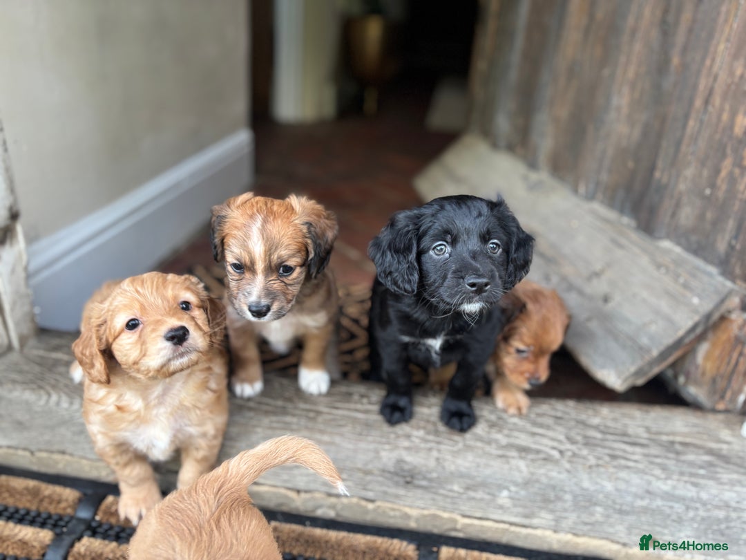 Mixed Breed dogs for sale:  Cockerainan   - Image 10