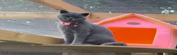 British Shorthair cats for sale: Beautiful blue British shorthair female  - Advert 1