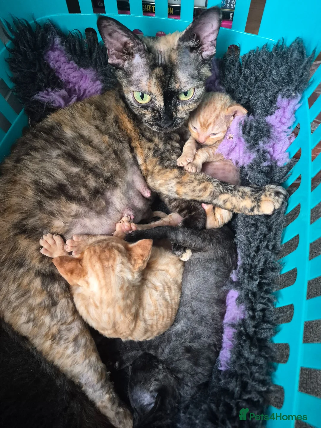Devon Rex cats for sale: Devon rex kittens red/white bi colour - Advert 1