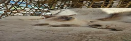 Ragdoll cats for sale: Pure Ragdoll Kittens Ready Leave Now  in Basildon - Advert 8