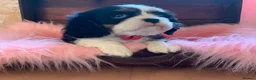 Cavalier King Charles Spaniel dogs for sale: 5* Licensed RKC H/T Gorgeous Cavalier KC - Advert 13