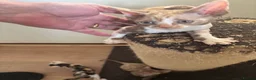 Devon Rex cats for sale: Quintelin Devon Rex - Advert 6