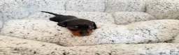 Miniature Dachshund dogs for sale: KC short haired and long haired puppies  - Advert 13