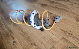 British Shorthair cats for sale: Hurry up 3 🕢Beautiful Scottish fold kitten left in Hatfield - Image 25