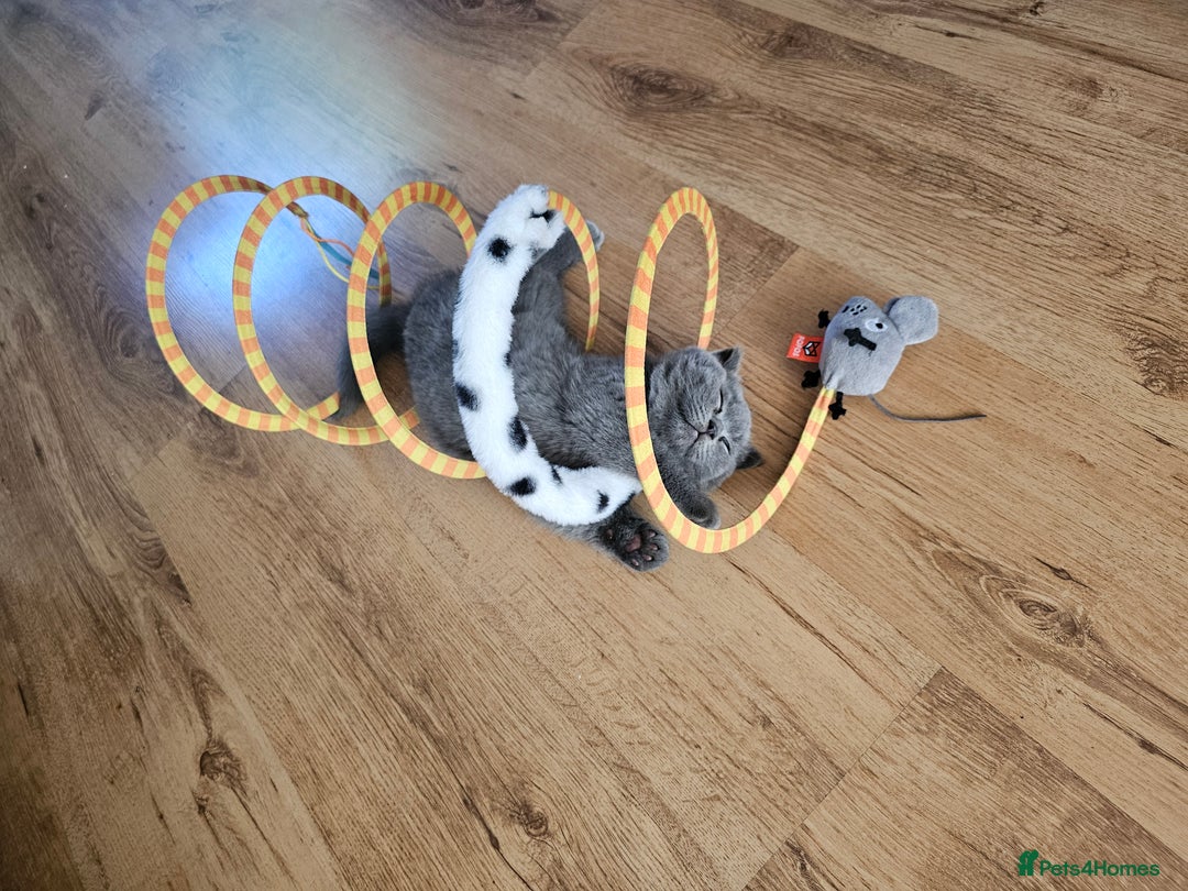 British Shorthair cats for sale: Hurry up 3 🕢Beautiful Scottish fold kitten left in Hatfield - Image 25