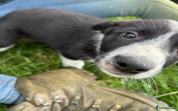 Border Collie dogs for sale: ⭐️ Border Collie Puppies ⭐️ - Image 15