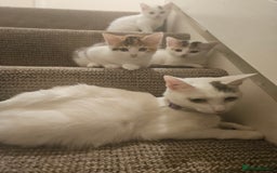 Abyssinian cats for sale: 4 Kitten - Image 6