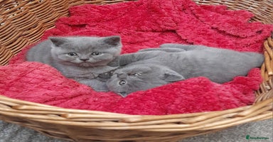 British Shorthair cats - Advert 10