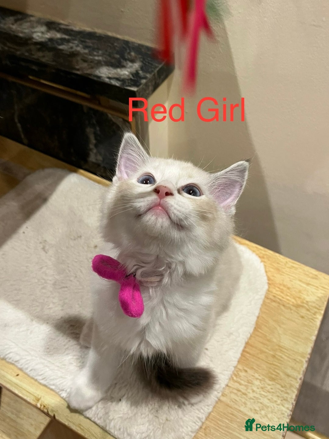 Ragdoll cats for sale: ❗️Charming Pure Ragdoll Kittens waiting love ❤️❗️ - Advert 28