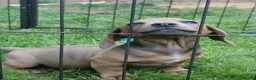 Mixed Breed dogs for sale: READY NOWPatterjack x daxie 2boys 2Girl available  - Advert 4