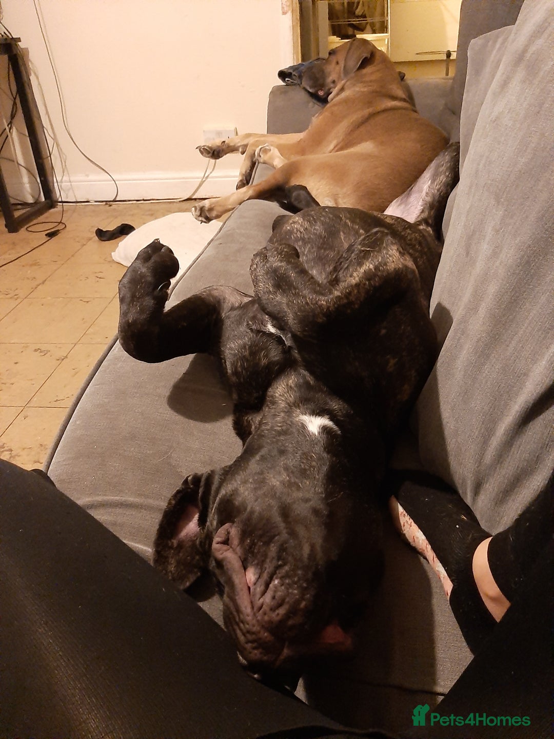 Mixed Breed dogs for sale: 8month old cane corse cross staff - Image 3