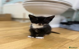 Mixed Breed cats for sale: 3 mixed breed kittens - Image 5
