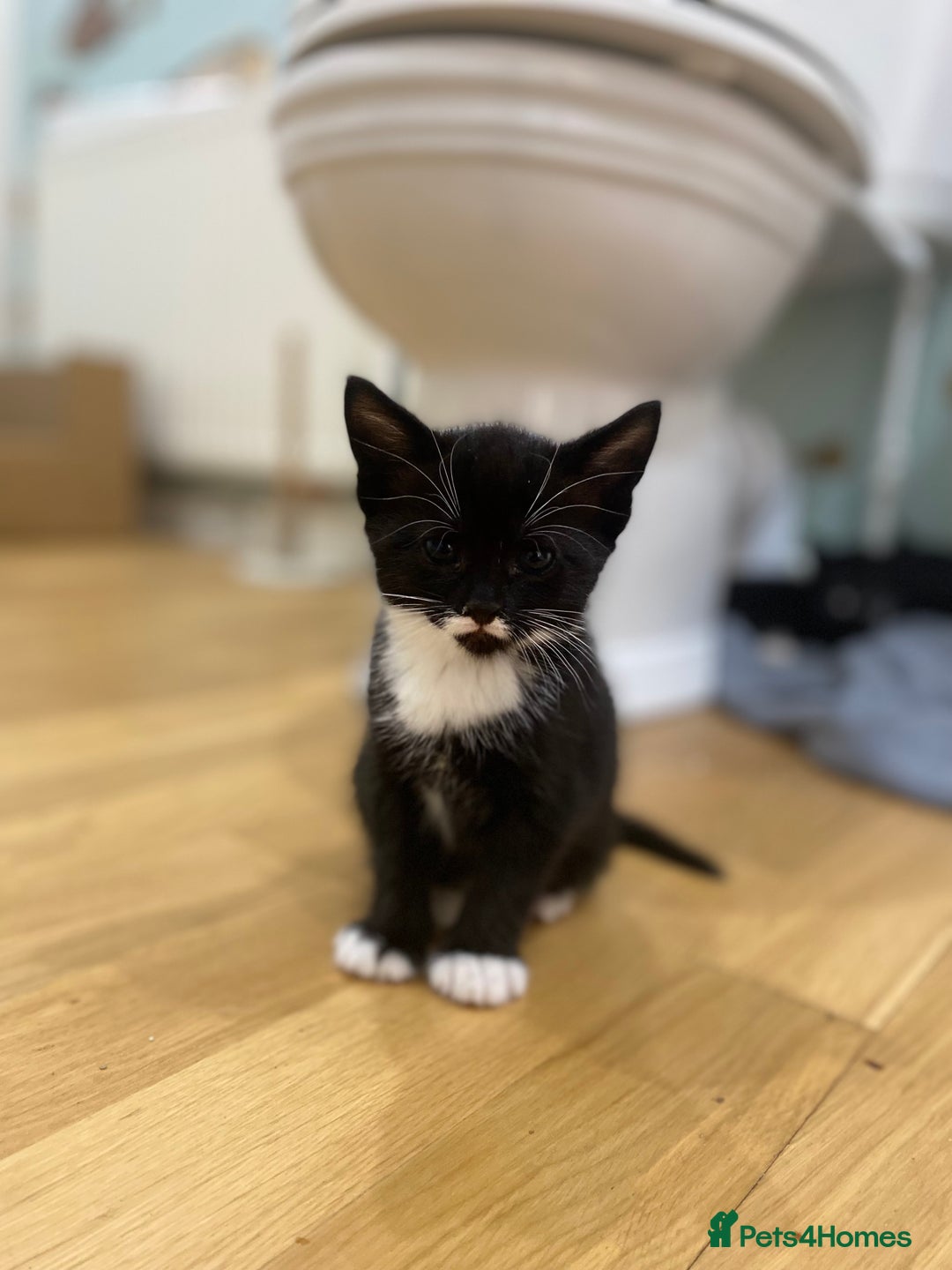 Mixed Breed cats for sale: 3 mixed breed kittens - Image 5