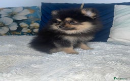 Pomeranian dogs for sale: High quality Pomeranian puppies  - Image 2