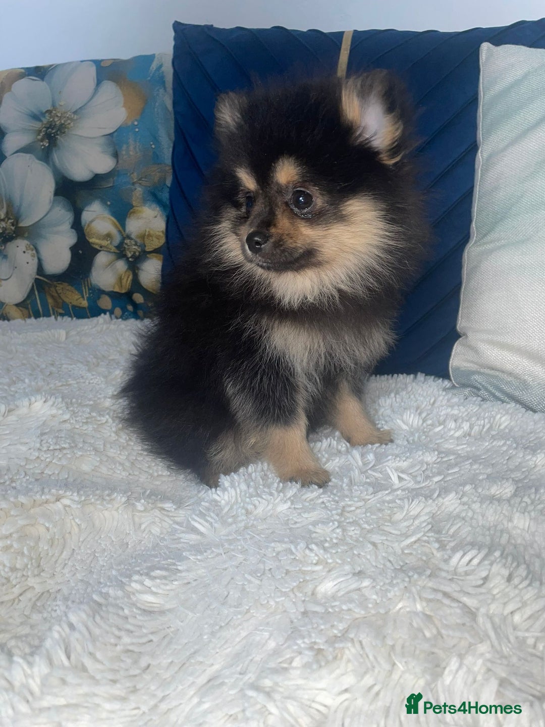Pomeranian dogs for sale: High quality Pomeranian puppies  - Image 2