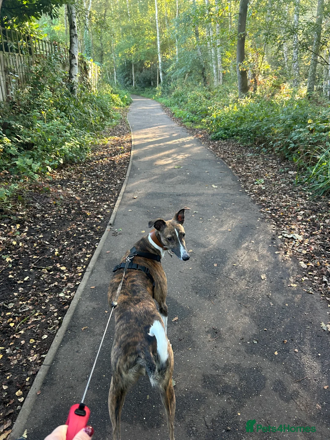 Mixed Breed dogs for sale: LOVING LURCHER FOR REHOMING in Lincoln - Advert 2