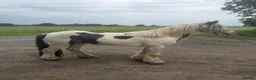 Irish Cob horses for sale: Tony the pony  - Advert 8