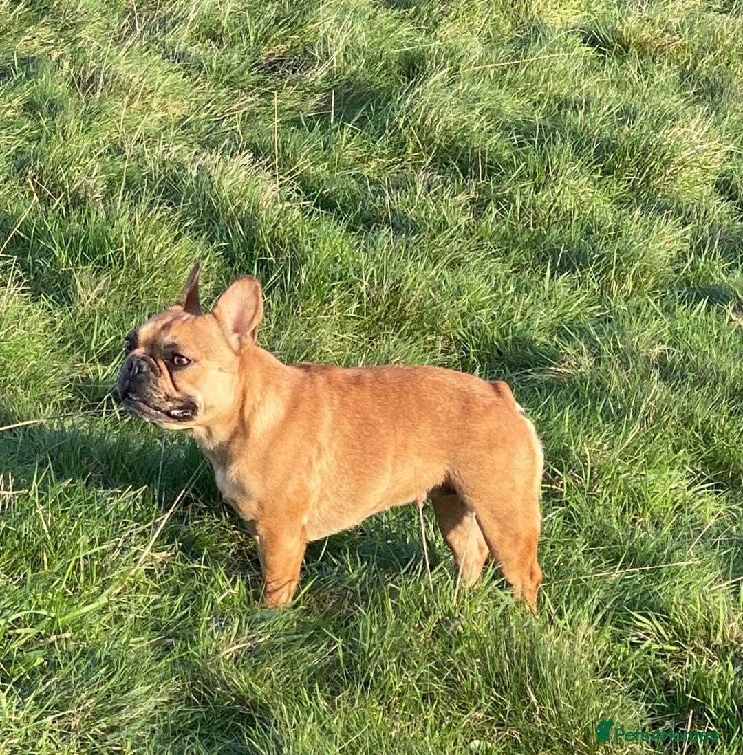 French Bulldog dogs for sale: KC REGISTERED HEALTH TESTED FRENCH BULLDOG  - Advert 3