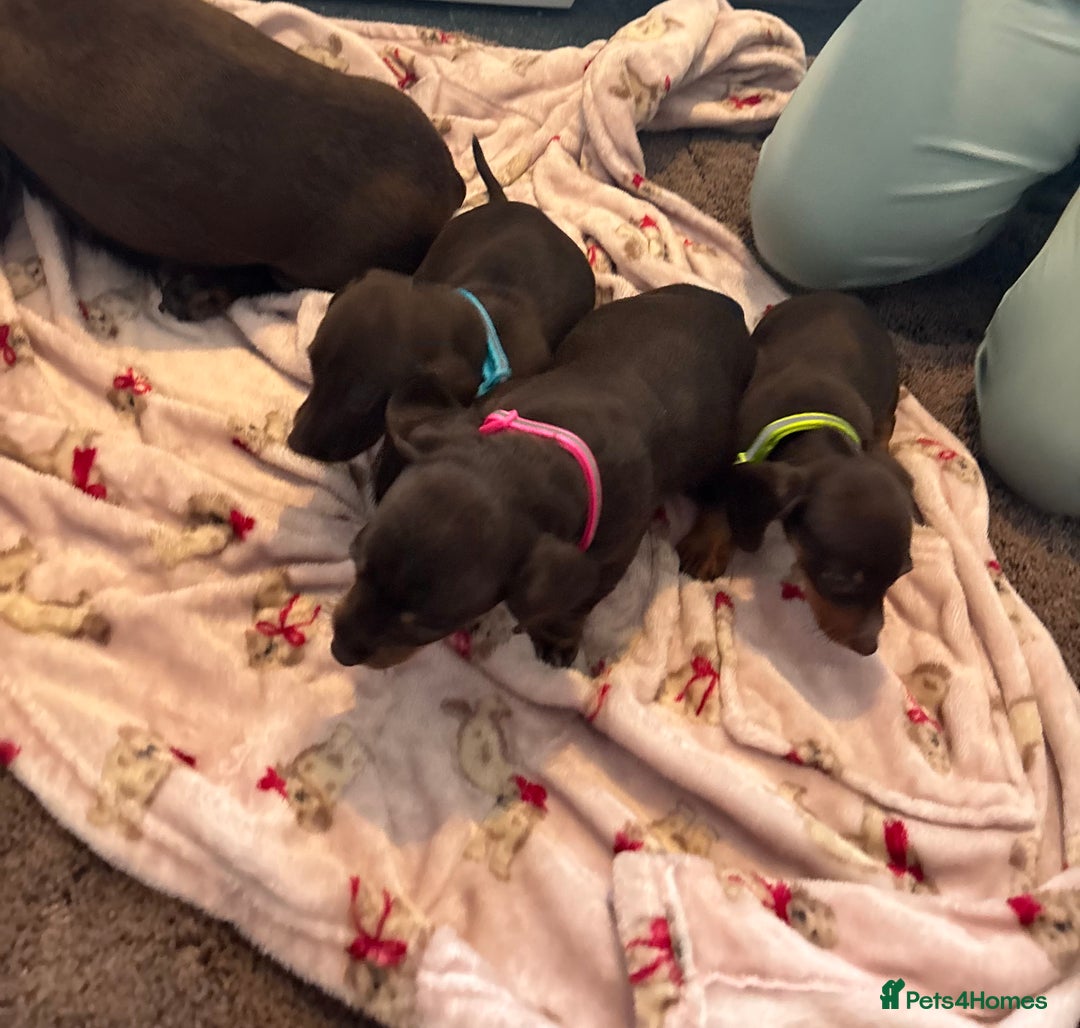 Dachshund dogs for sale: Miniature Dachshund puppies - Image 5