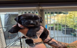 Mixed Breed dogs for sale: Mixed breed puppies  - Image 5