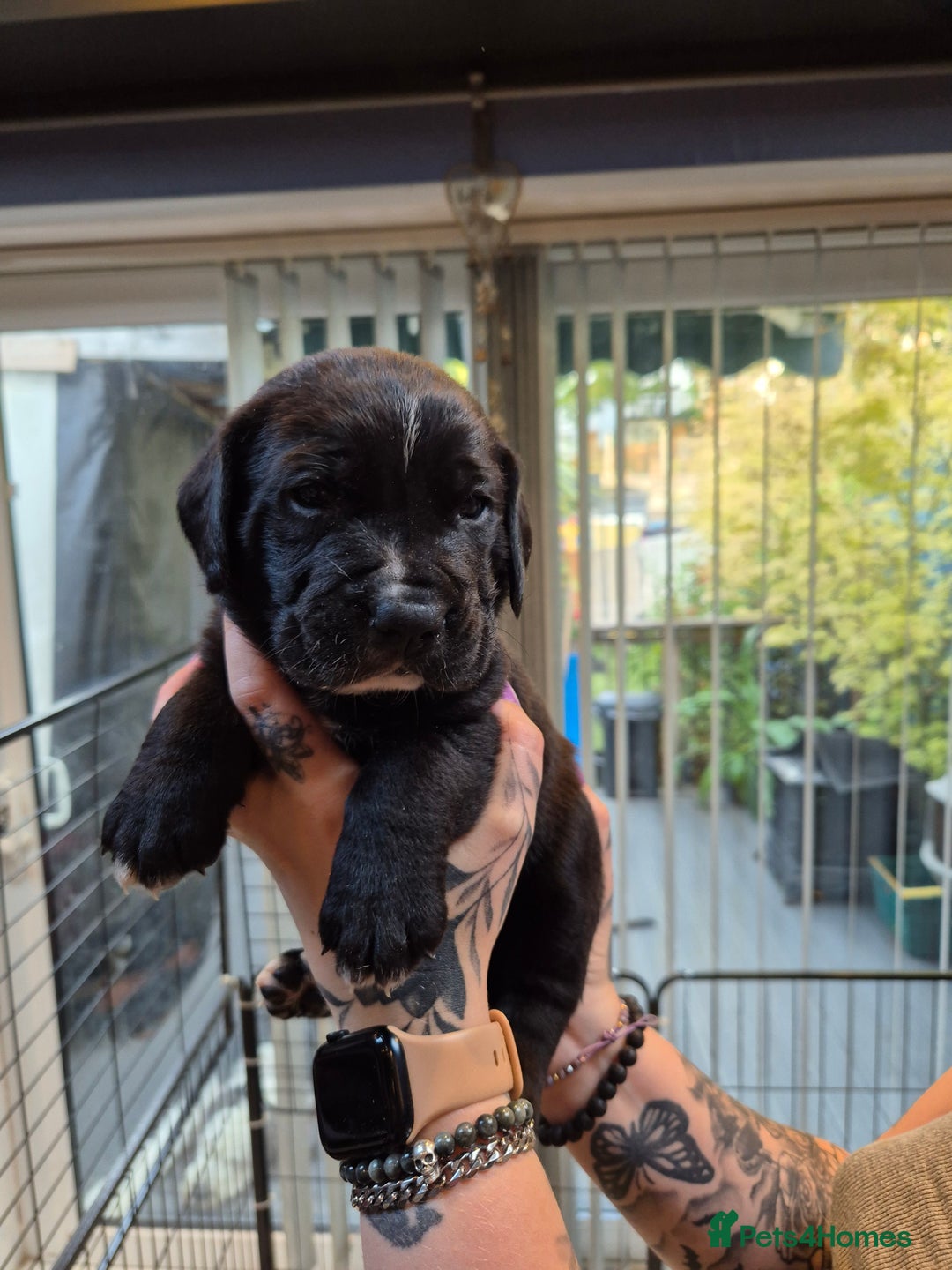 Mixed Breed dogs for sale: Mixed breed puppies  - Image 5