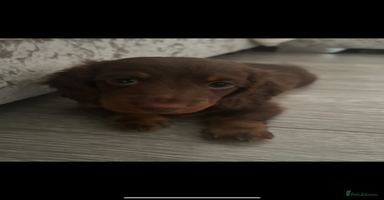 Dachshund dogs - Advert 8