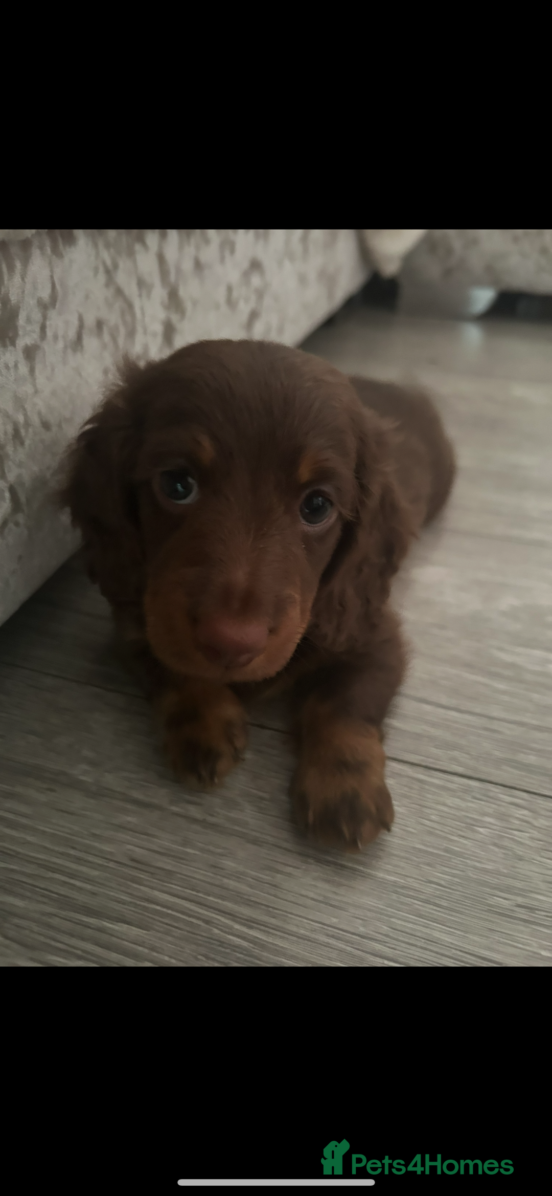 Dachshund dogs for sale: Dachshund puppies  - Image 2