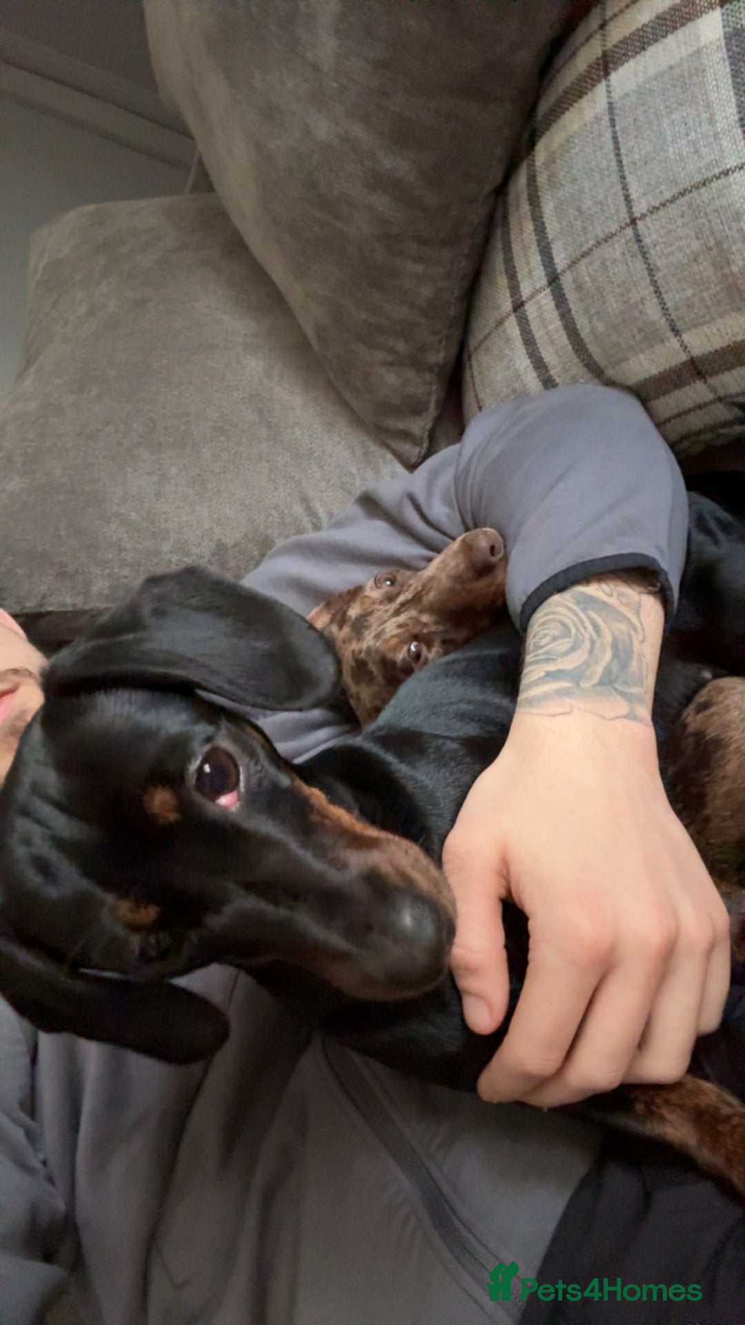 Dachshund dogs for sale: Sausage dog - Advert 5