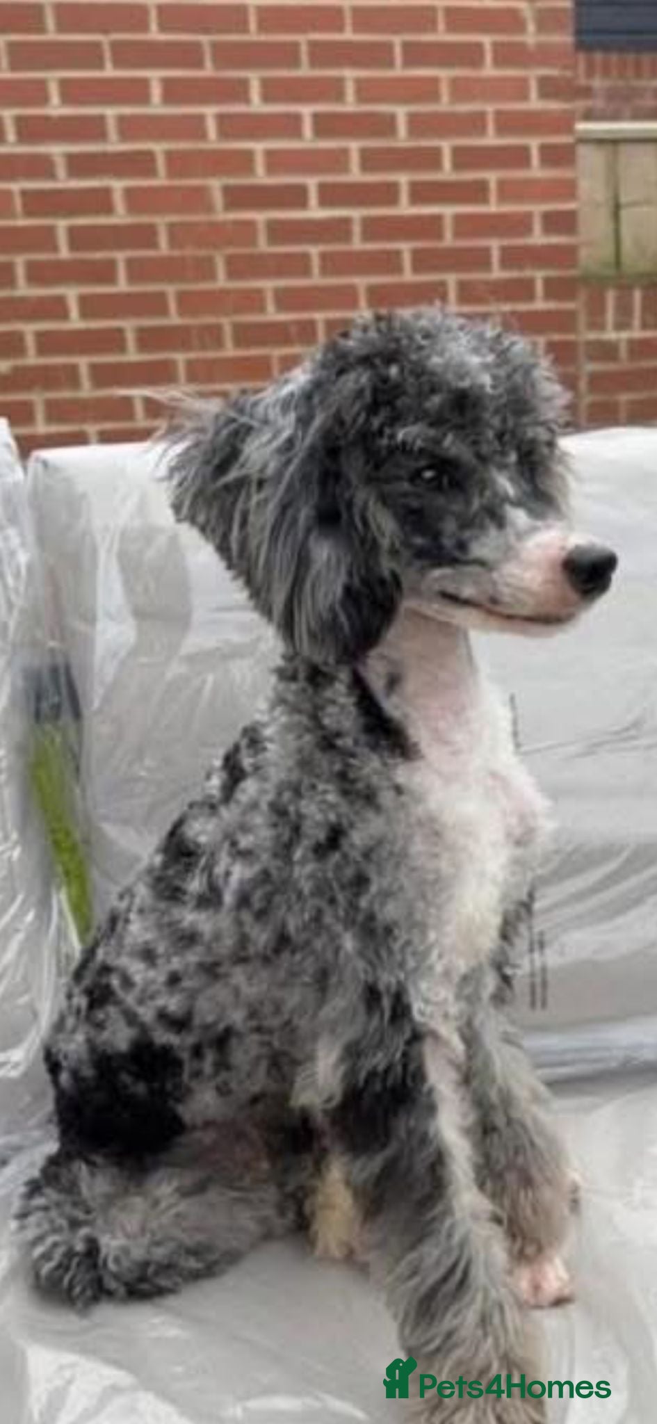 Cavapoo dogs Cavapoo - Advert 2