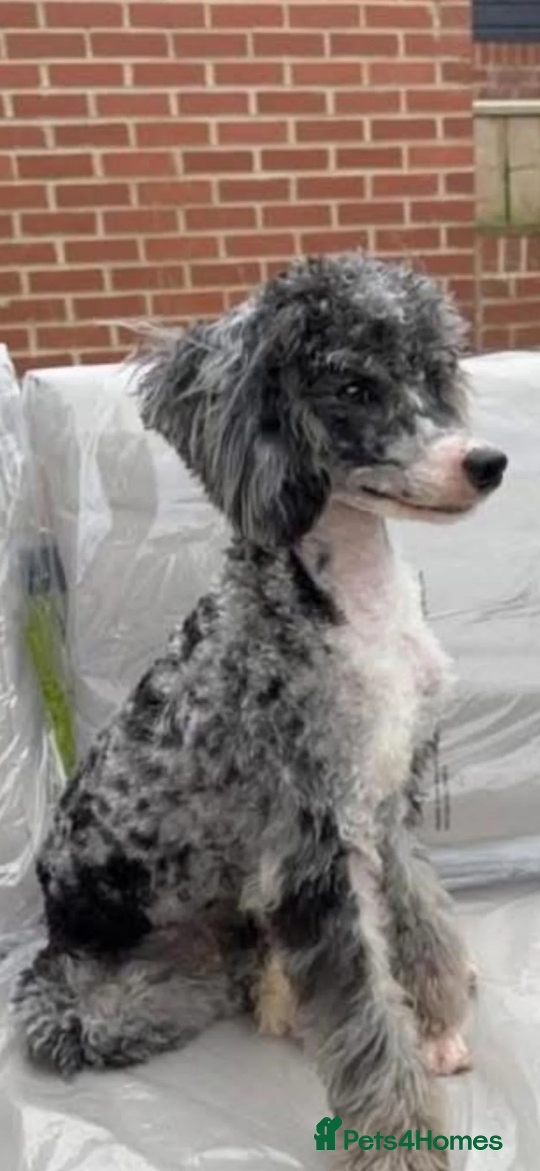 Cavapoo dogs for sale: Cavapoo - Advert 2