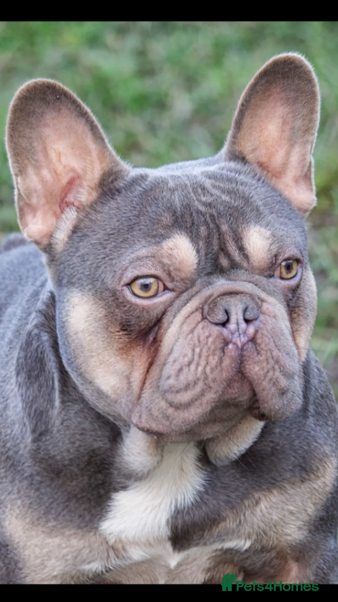 French Bulldog dogs for stud: RFG-FBCE-BVA LILAC & TAN KC French Bulldog studs  in Darlington - Advert 2