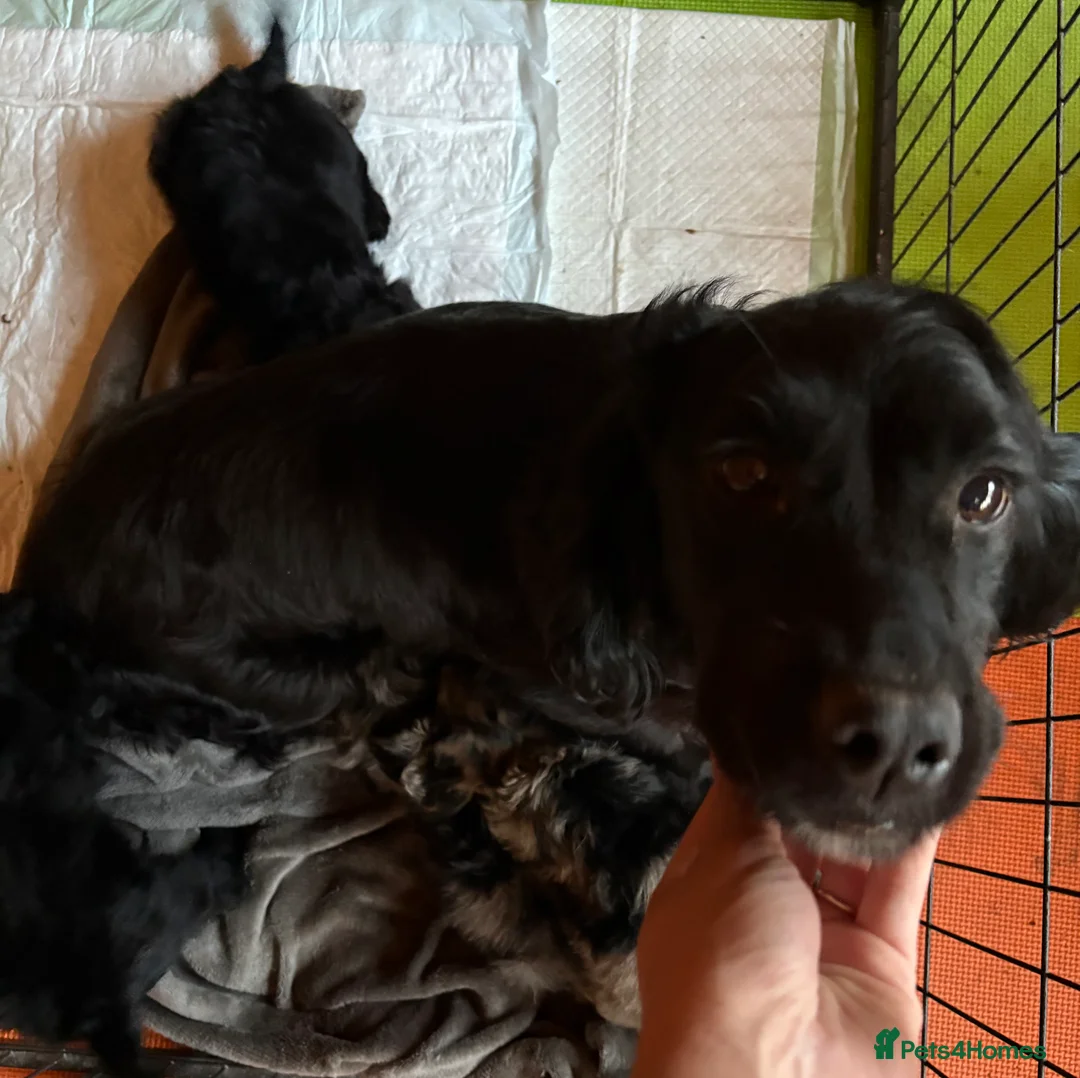 Cockapoo dogs for sale: Gorgeous cockapoo puppies  - Advert 2