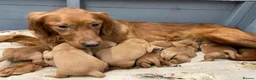 Golden Retriever dogs for sale: DARK RED KC REG GOLDEN PUPPIES HEALTH TESTED CLEAR - Advert 15