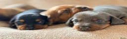 Miniature Dachshund dogs for sale: 🌈 🐾Beautiful Dachshund Rainbow Litter🐾🌈 - Advert 11