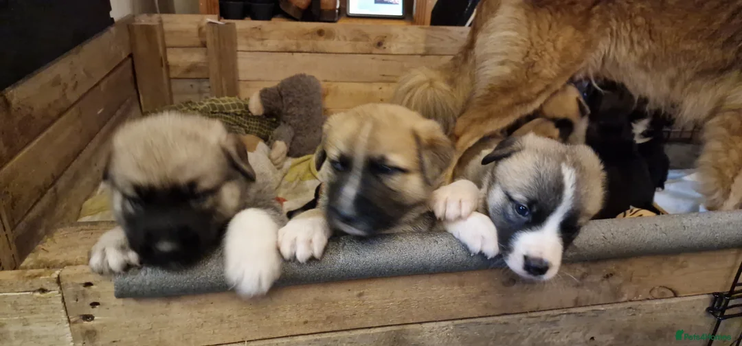 Mixed Breed dogs for sale: Caucasian Shepsky puppies for sale. - Advert 13