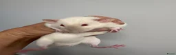 Rat rodents for sale: Rats  - Advert 3