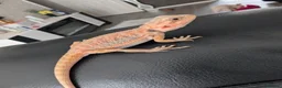 Bearded Dragon reptiles for sale: Hand tame - Advert 2
