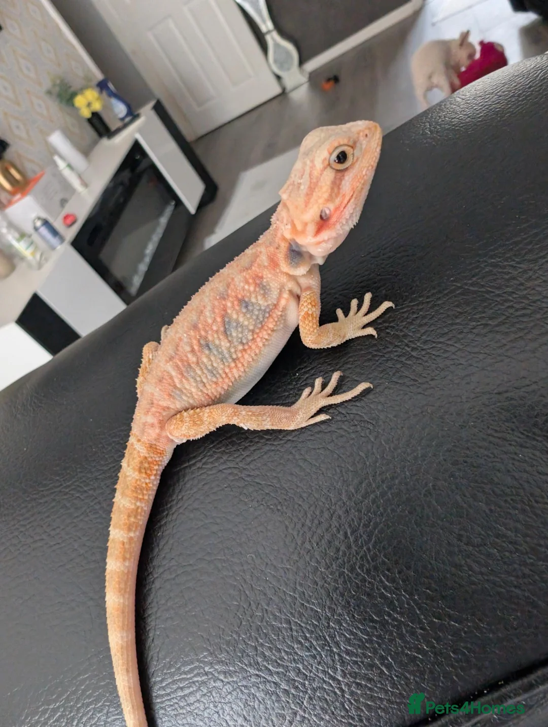 Bearded Dragon reptiles for sale: Hand tame - Advert 2