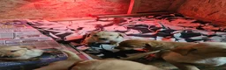 Labrador Retriever dogs for sale:  labrador puppies for sale in Newton Stewart - Advert 2