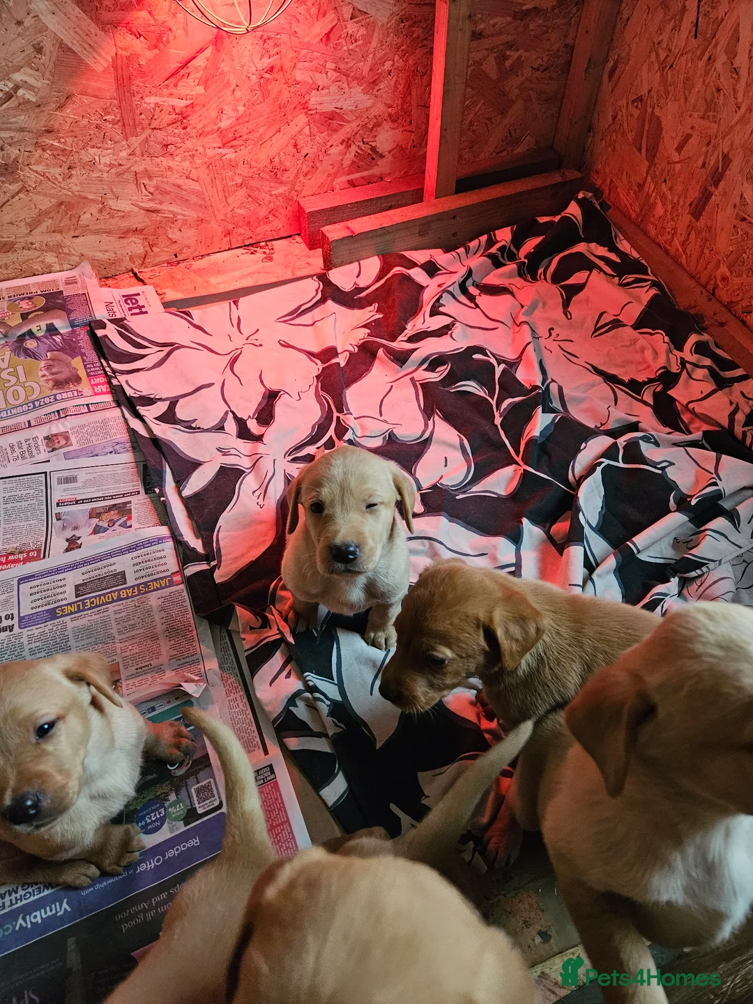 Labrador Retriever dogs for sale:  labrador puppies for sale in Newton Stewart - Advert 2