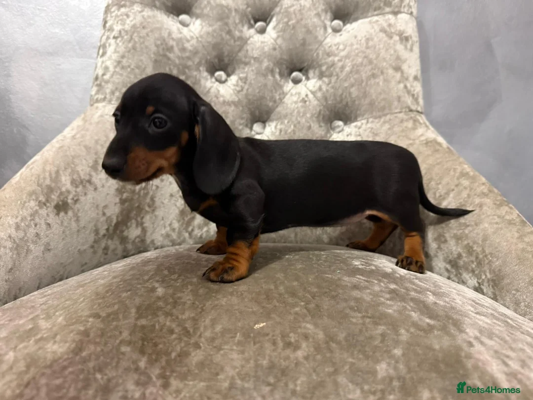 Miniature Dachshund dogs for sale: REDUCED Venus Rocket and Comet piebald dachshunds  - Advert 18