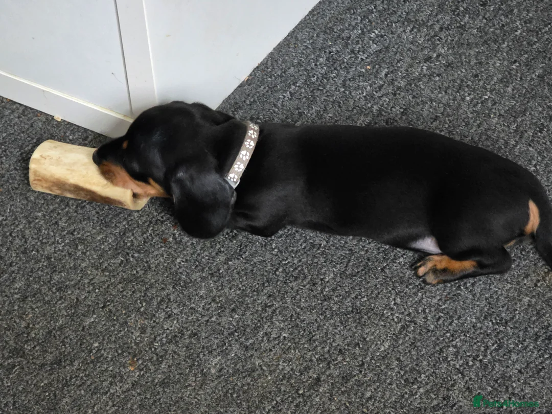 Dachshund dogs for sale: Outstanding Purebred Dachshunds: Health-Tested💎 - Advert 14