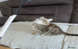 Siberian cats for sale: Purebred- Hypoallergenic Siberian Kittens - Image 37