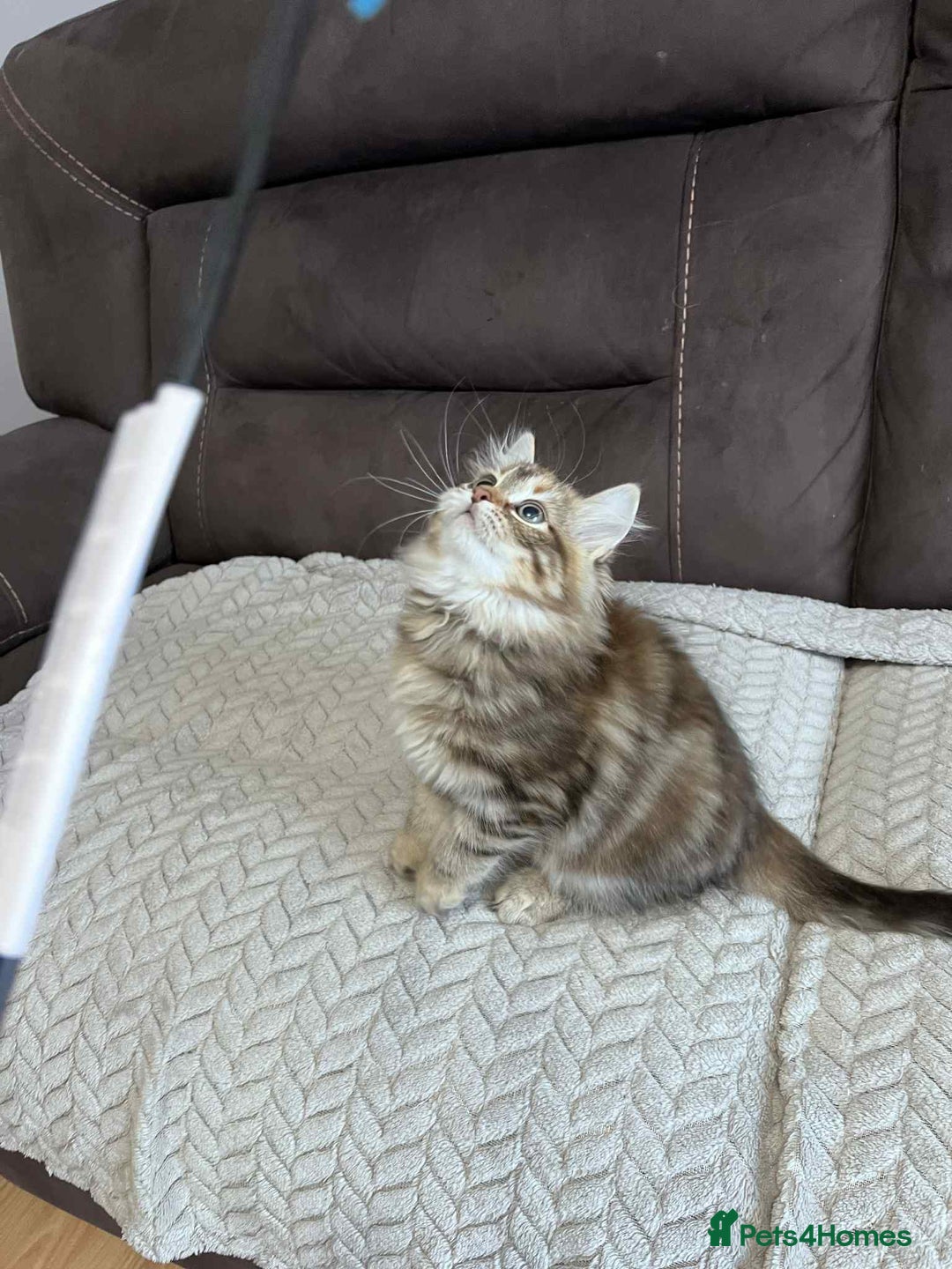 Siberian cats for sale: Purebred- Hypoallergenic Siberian Kittens - Image 37