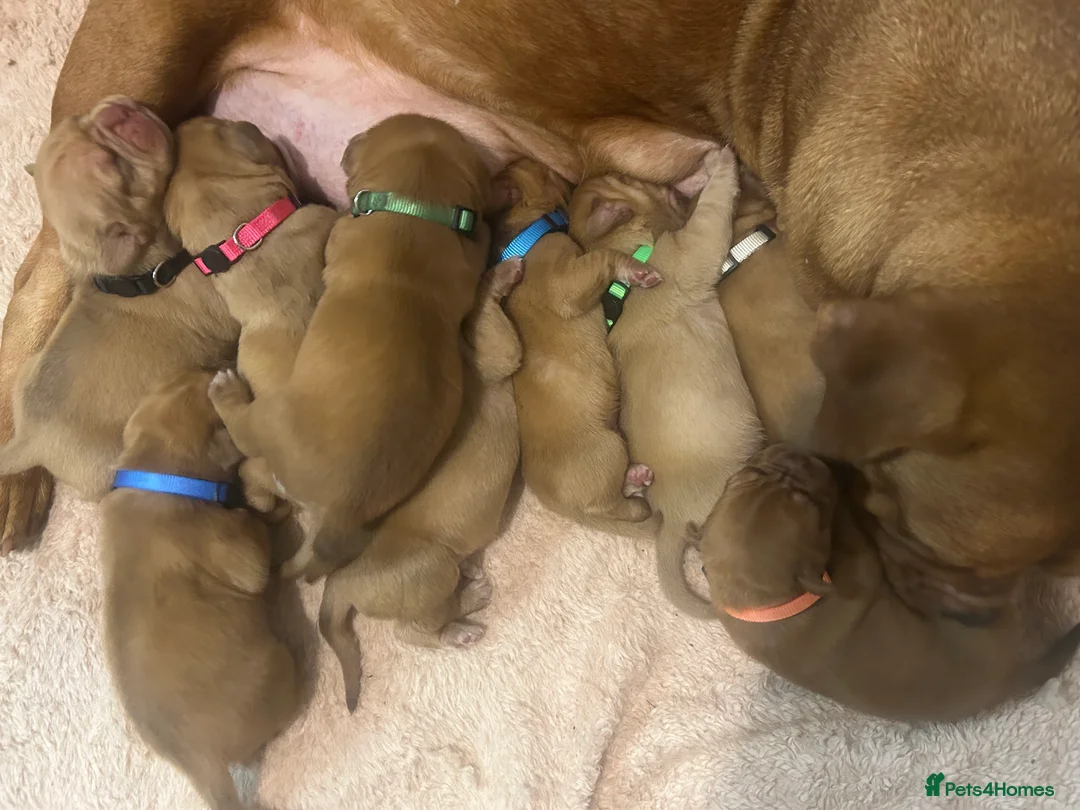 Dogue De Bordeaux dogs for sale: Dogue de Bordeaux pups 4💙 - Advert 1