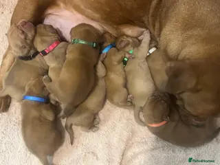 Dogue De Bordeaux dogs Dogue de Bordeaux pups - Advert 1