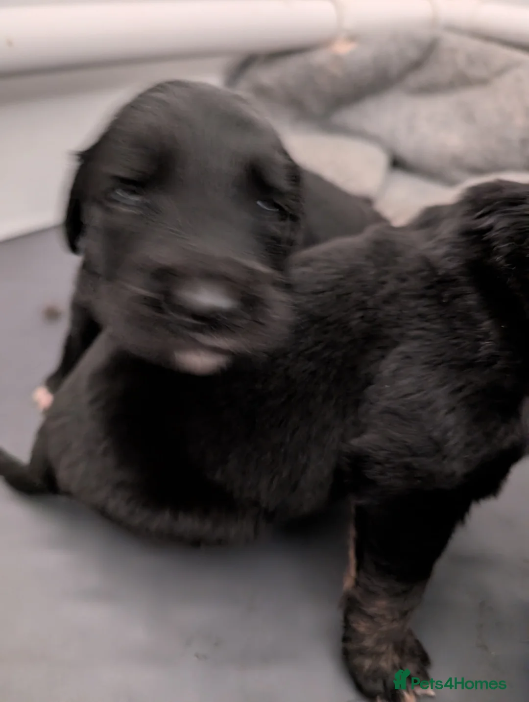 Golden Retriever dogs for stud: Catrigg macadamia (MAX) - Advert 15